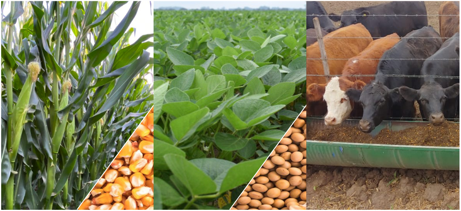 Descripción de la imagen